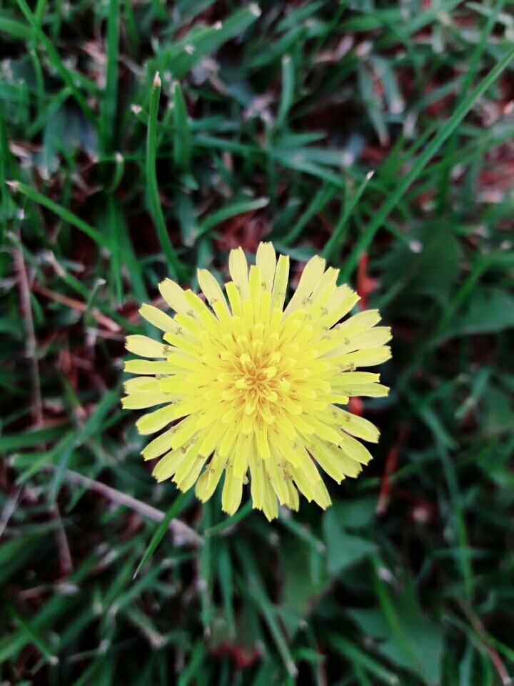 flower , yellow , nature