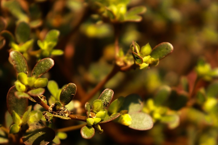Macro