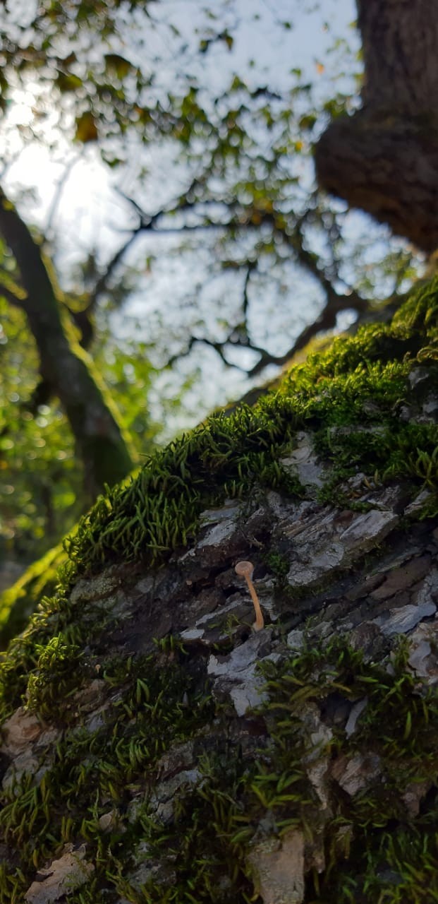 nature...