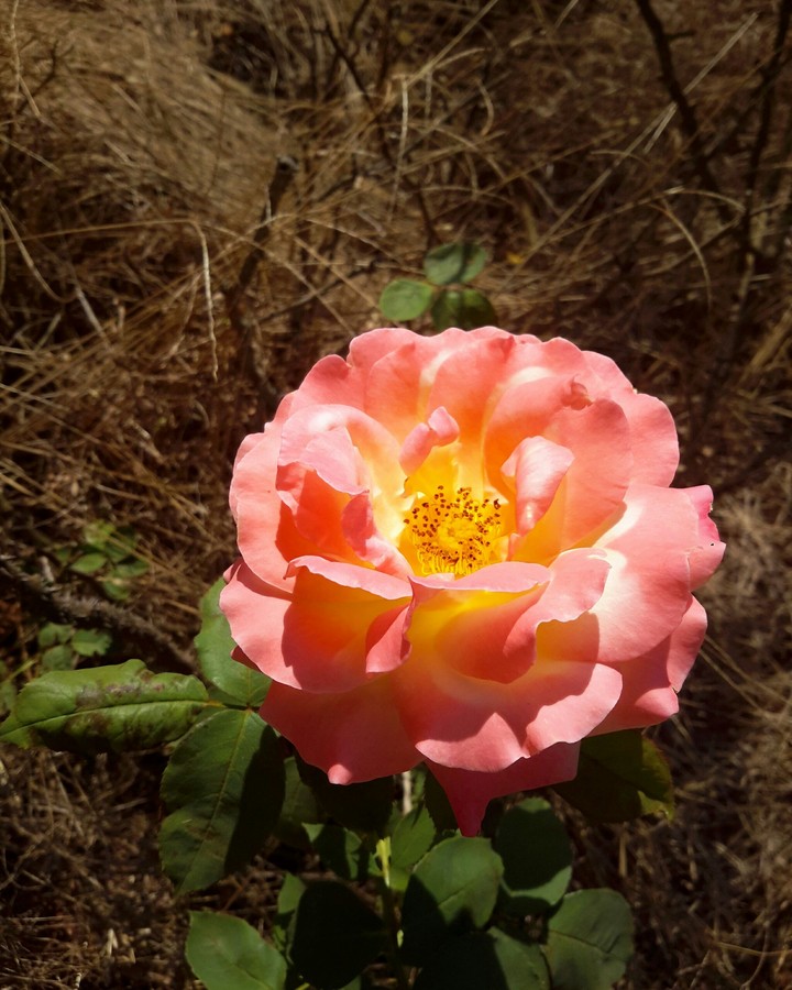rosa