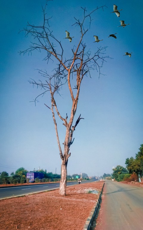 Solitary Tree