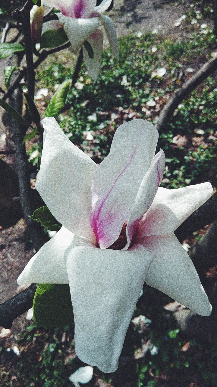 fl