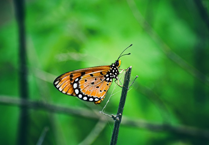 butterfly ?
