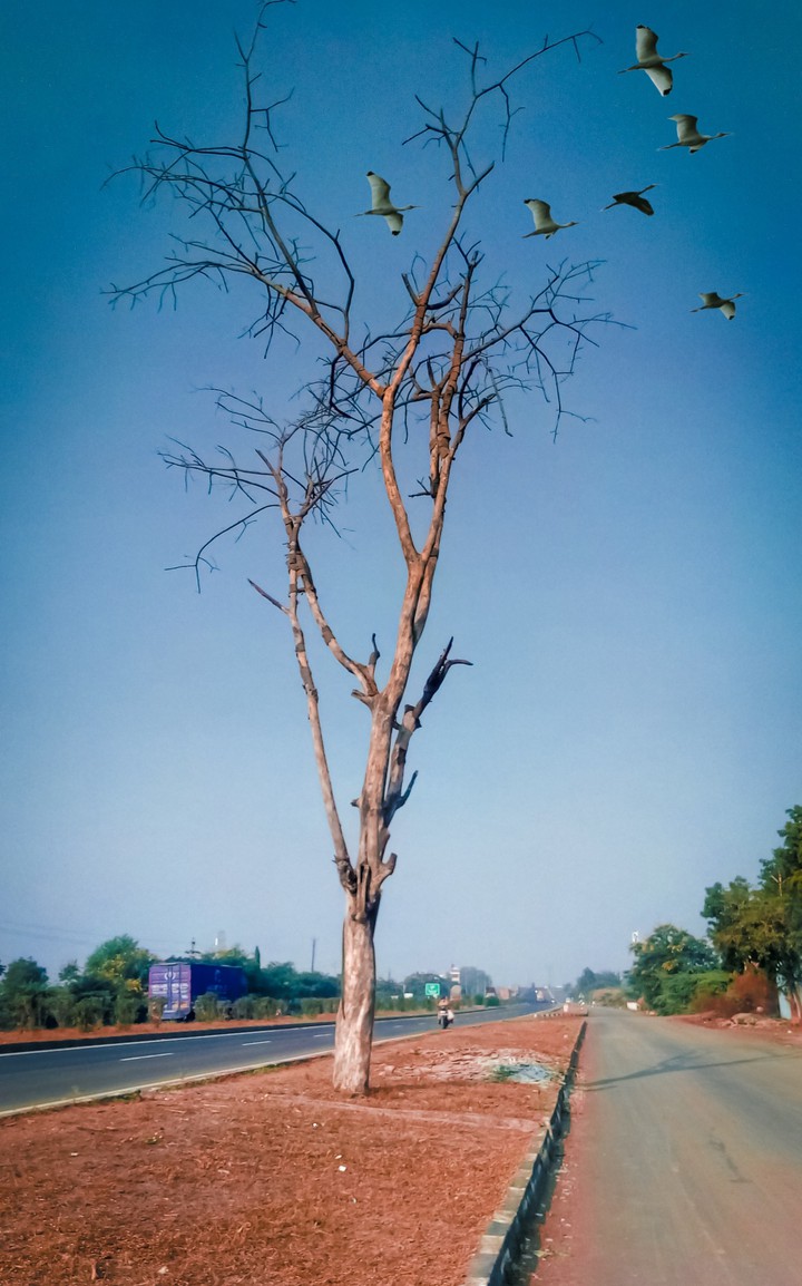 Solitary Tree