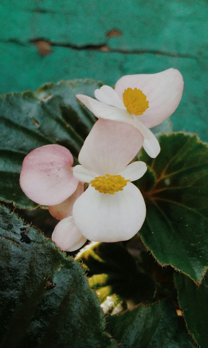 Pink flower