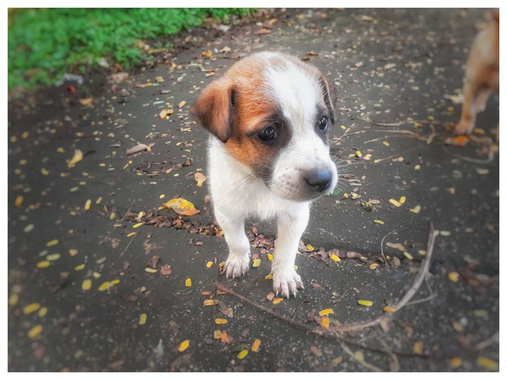 Puppy