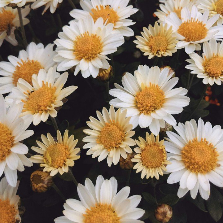 white and yellow