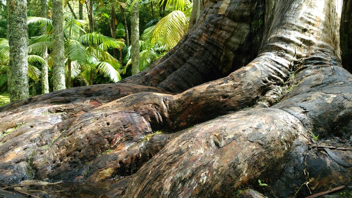 tree root