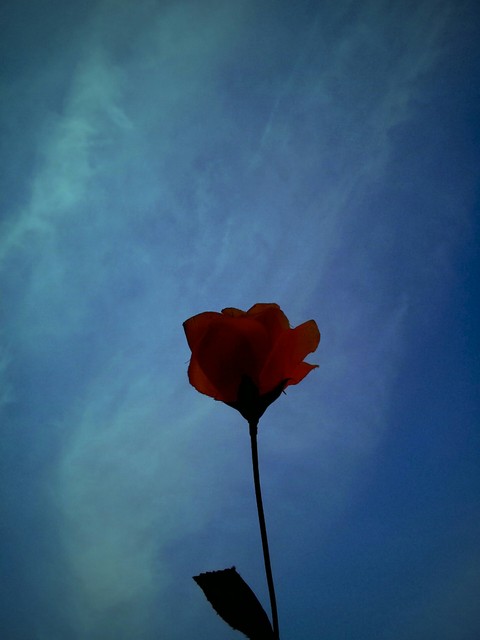 Rosse