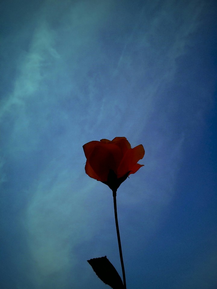 Rosse