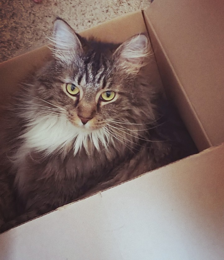 Box Kitty
