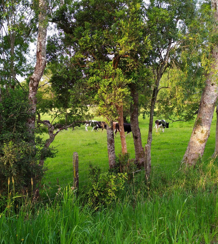 vacas en el campo