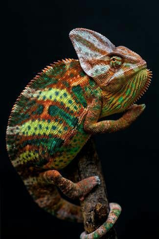 chameleon 03