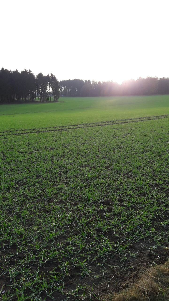field