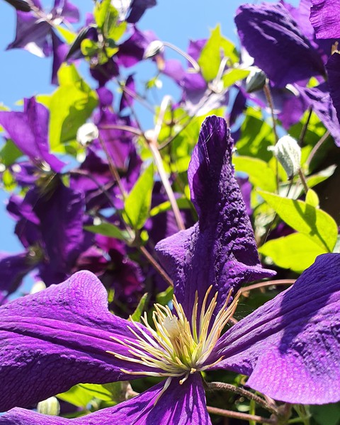 purple