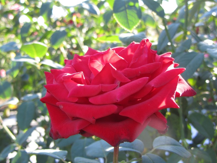 Red Rose