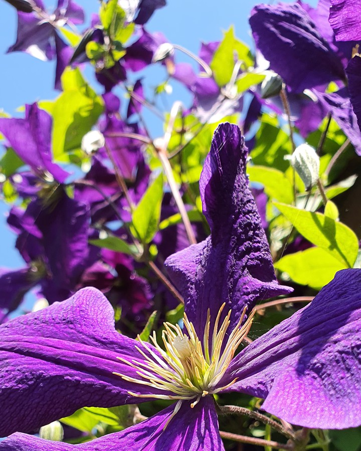 purple