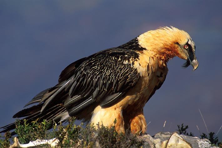 ❤The bearded vulture is the largest bird in the world