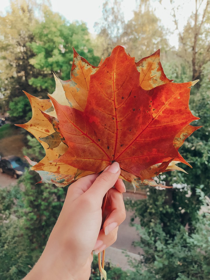 Maple leaves bouquet