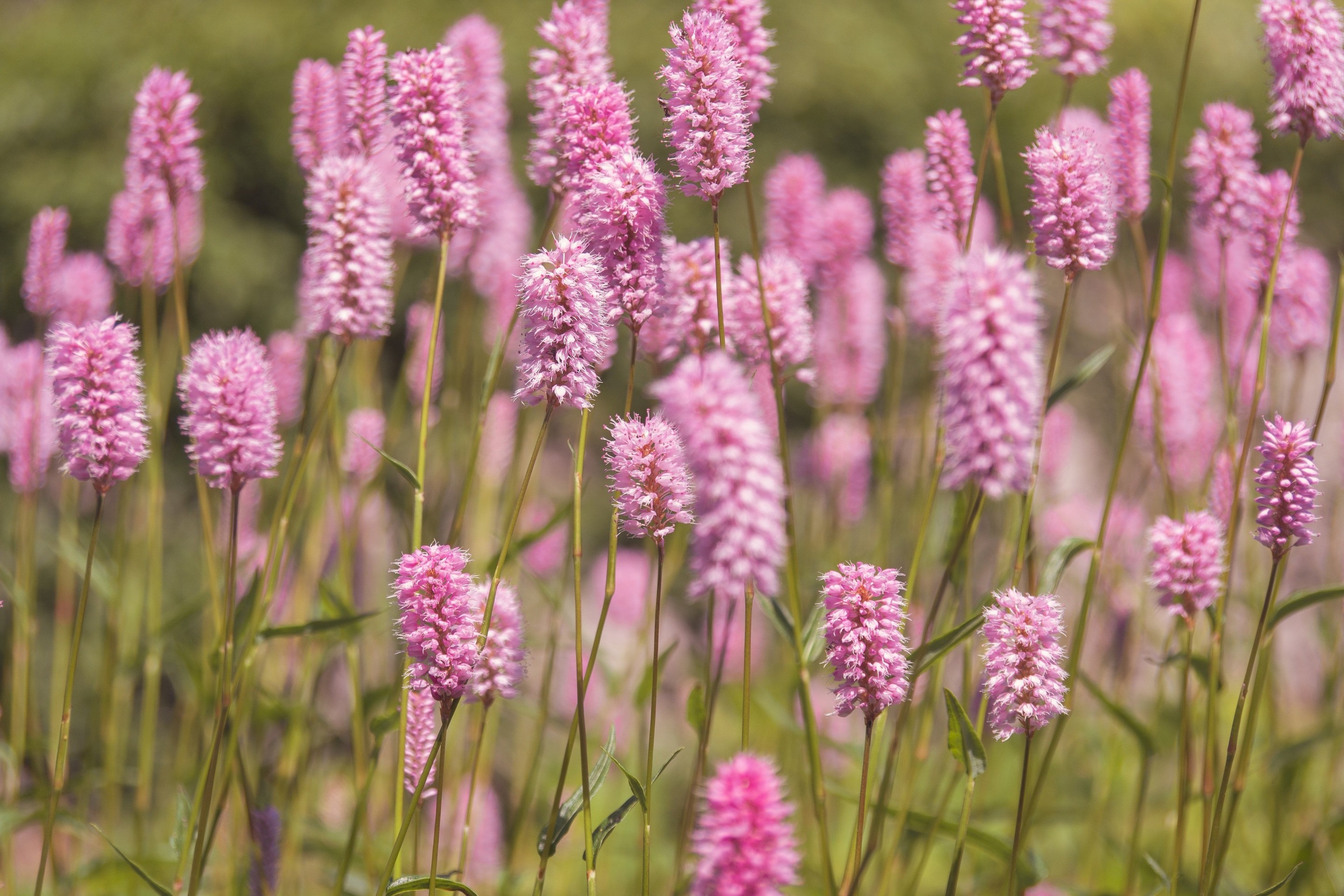 רקעים pink, flower