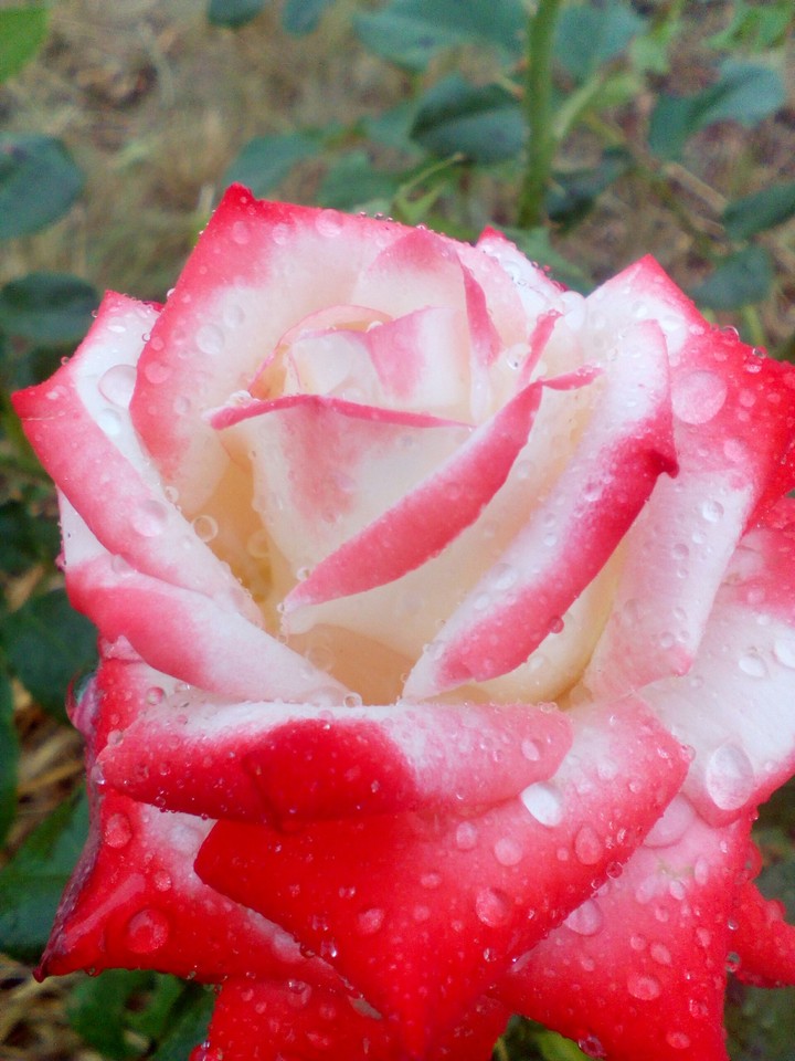 *Rose*
