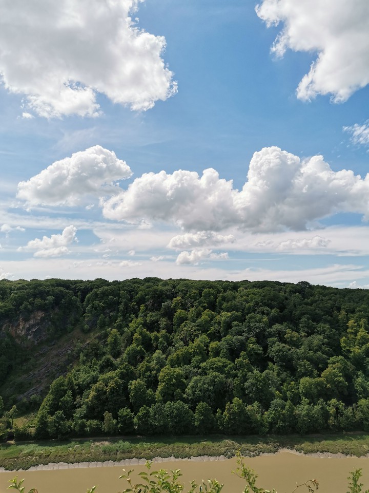 jungle sky