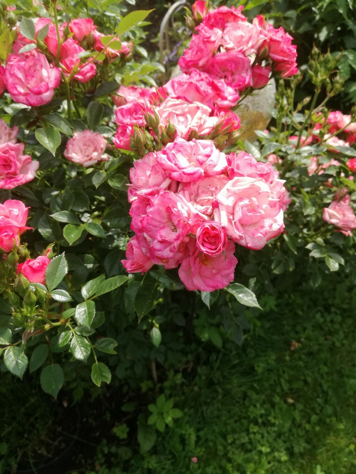 Eine rosa Wildrose.