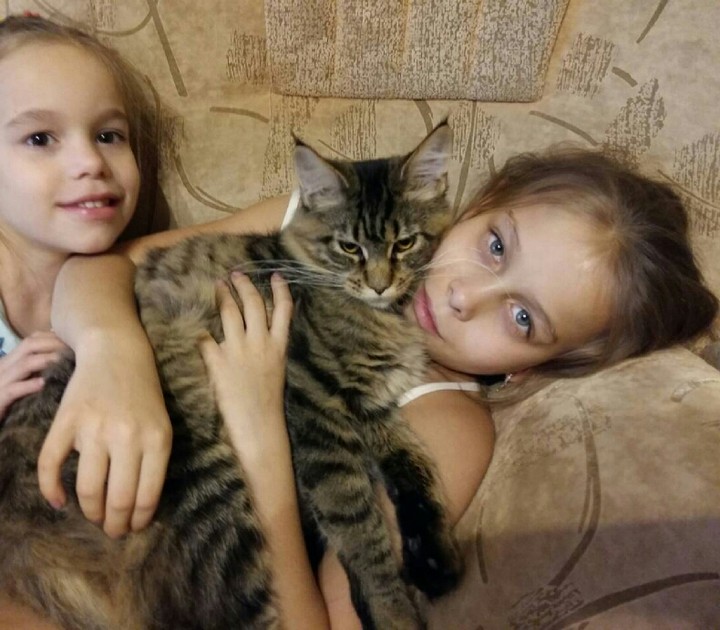 моя кошка
