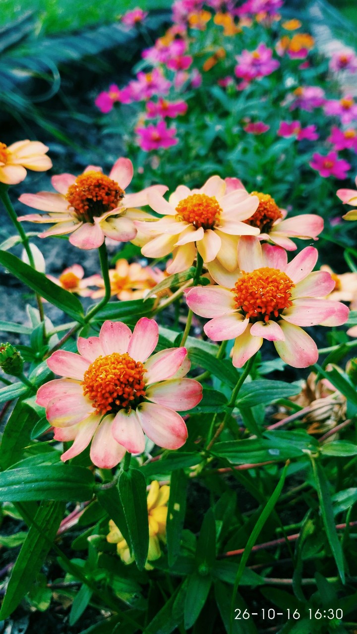 flowers