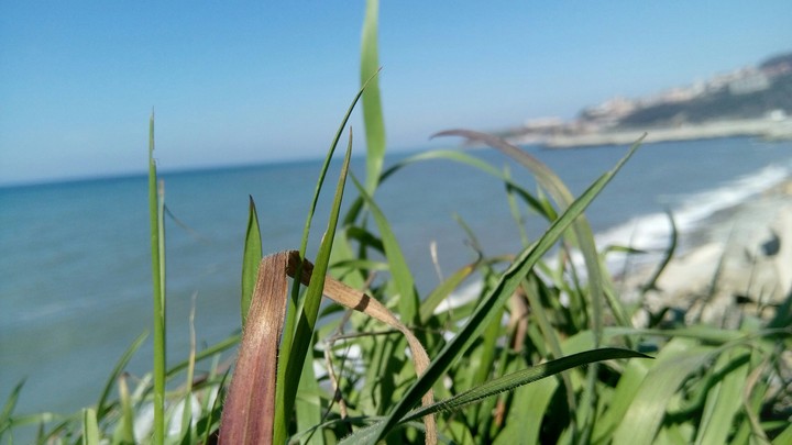 grass
