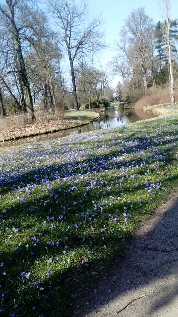 Sea of crocuses