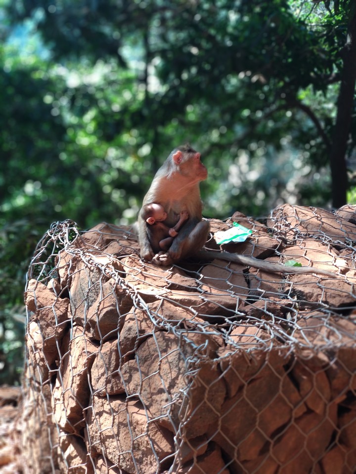 Matheran Mother Monkey