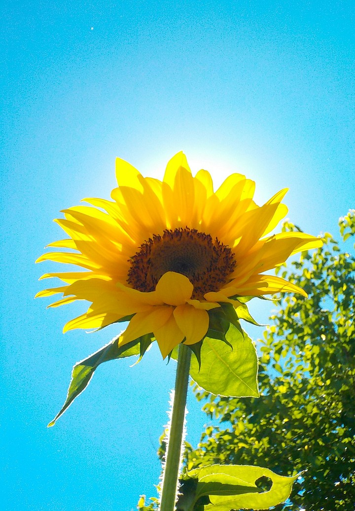 Sonnenblume