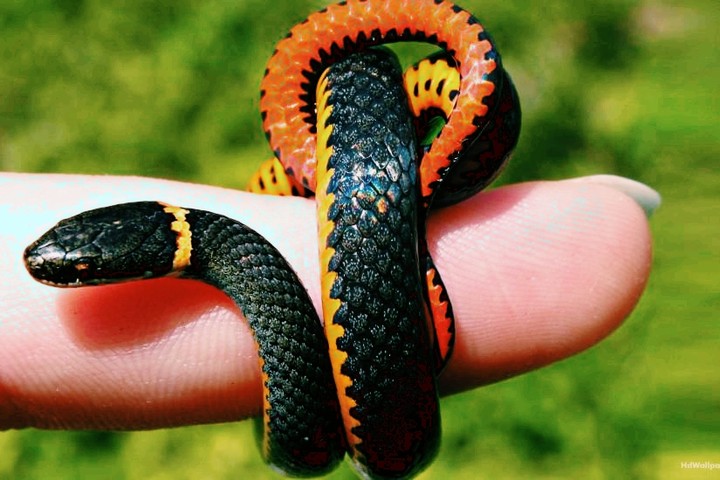 snake