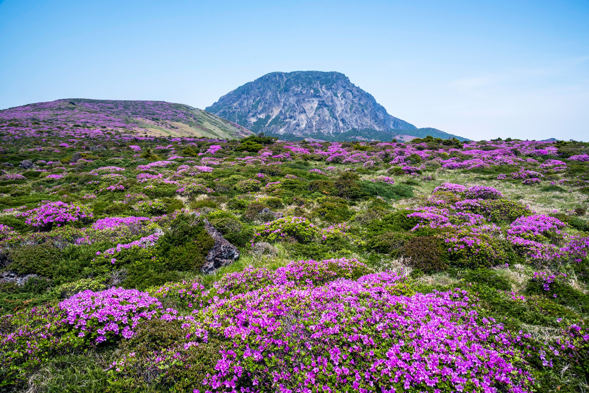 flower on the mountain