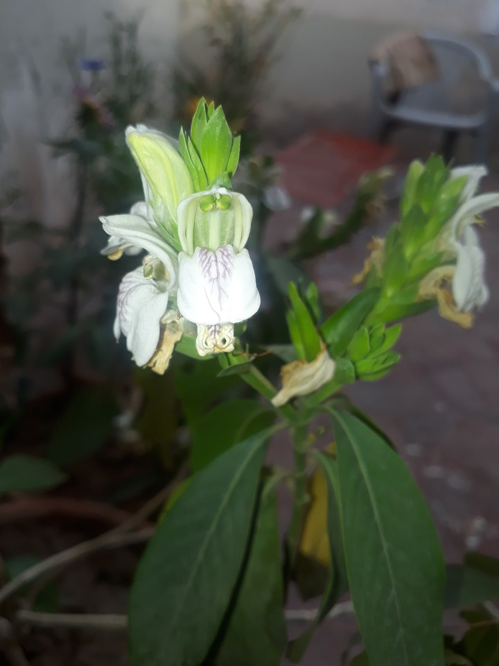 Flowers like an open mouth