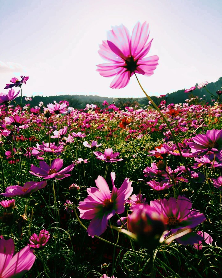 flowers at my garden