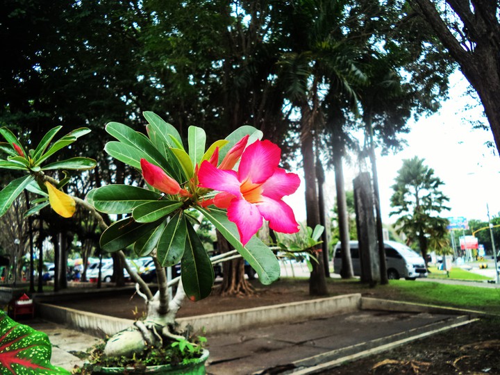 Flower