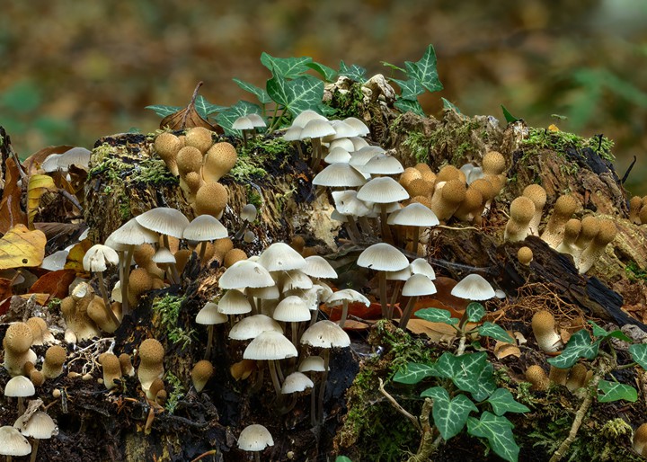 mushroom