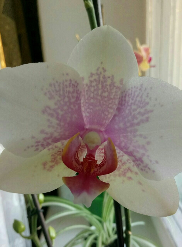 white orchid