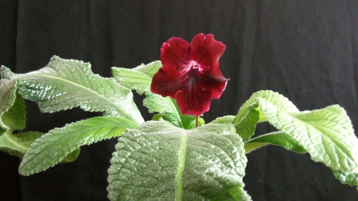 my flower
