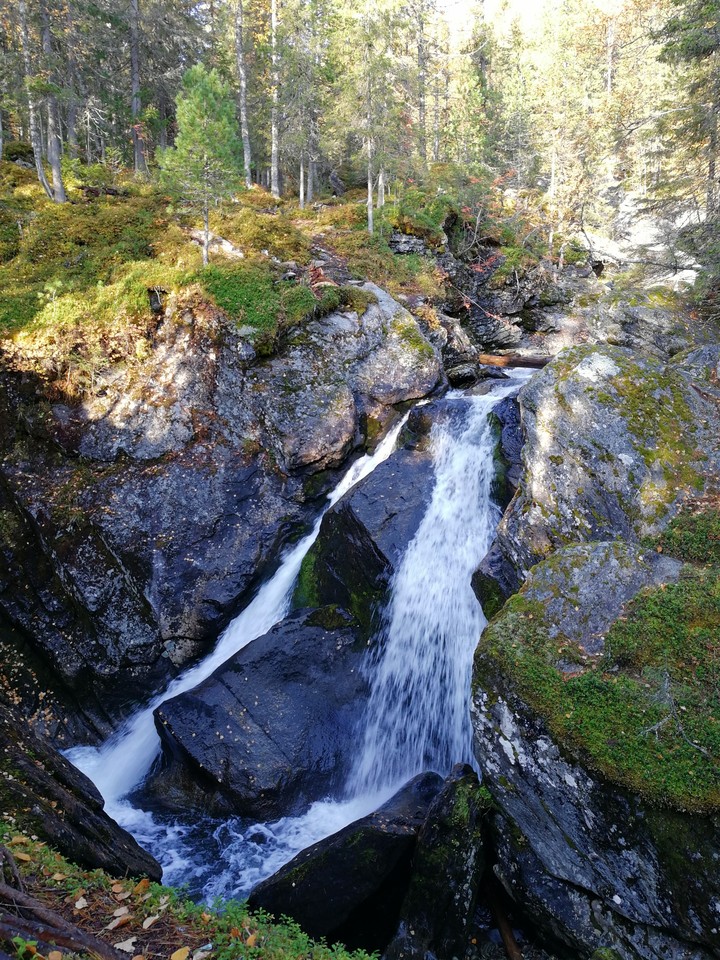 лес осень