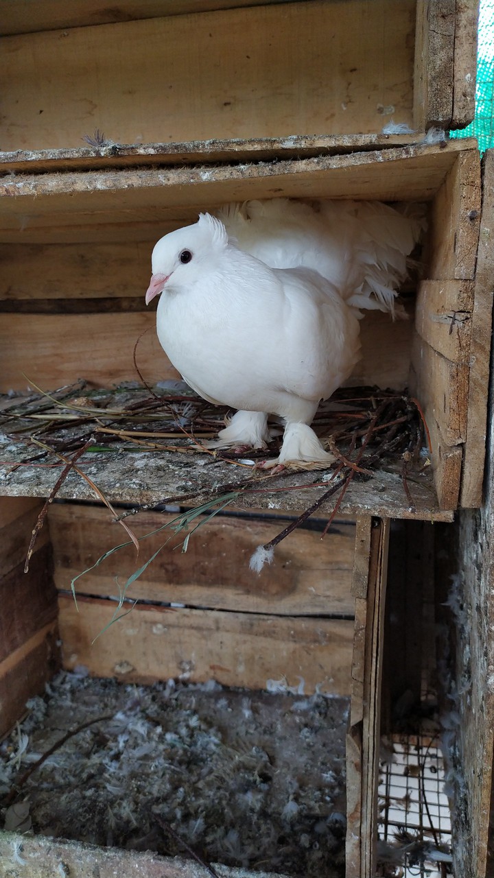 pigeon