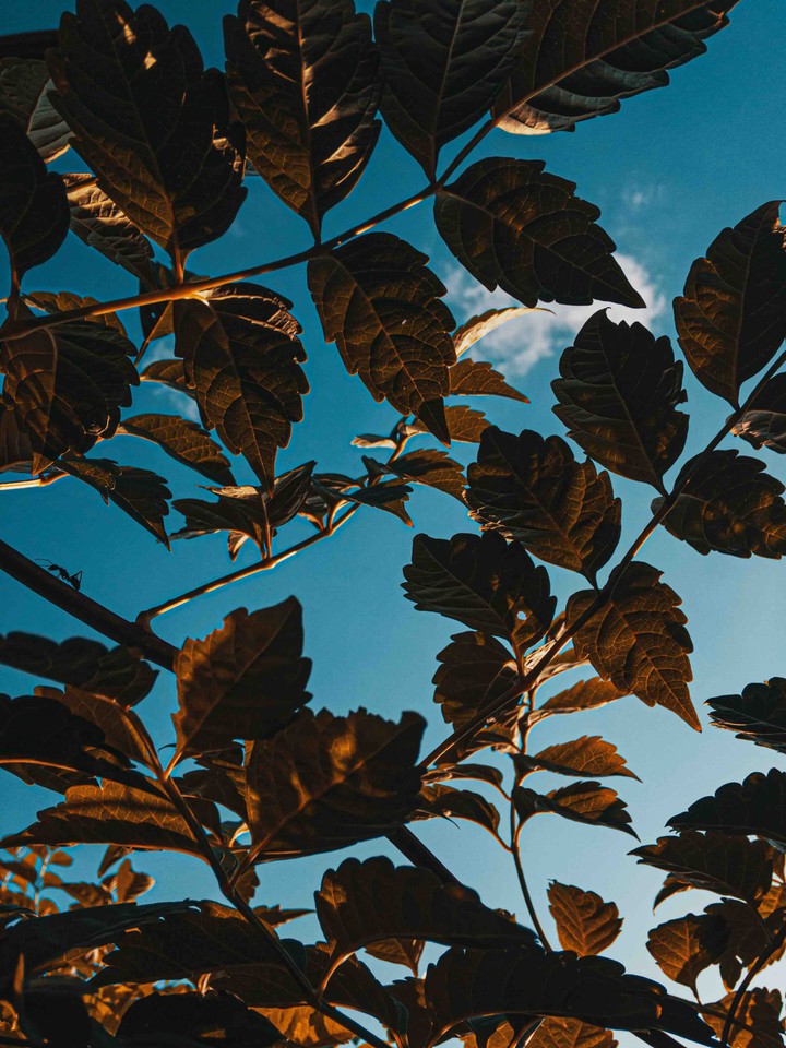 Leaves