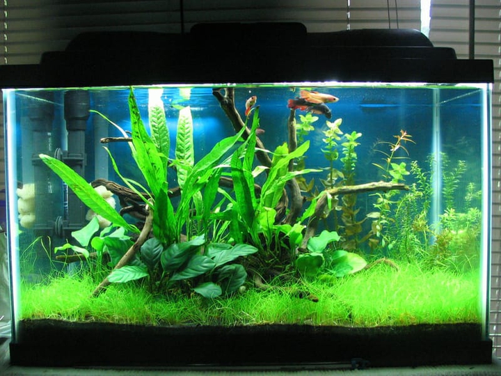Dirted Aquarium