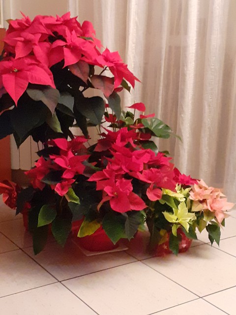 Natale