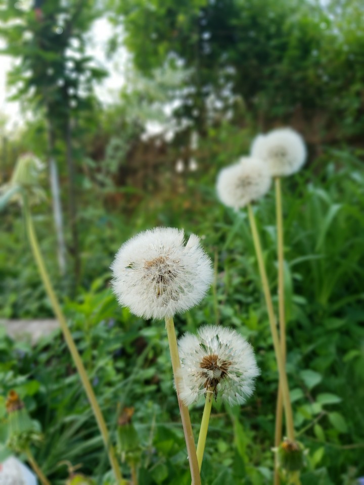 dandelion