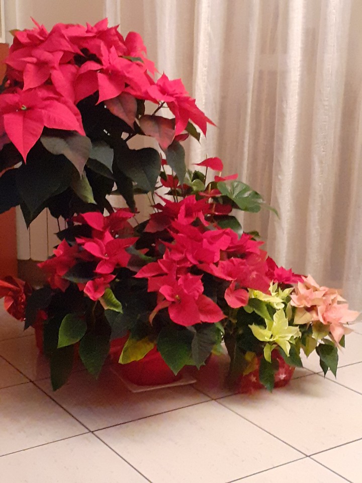 Natale