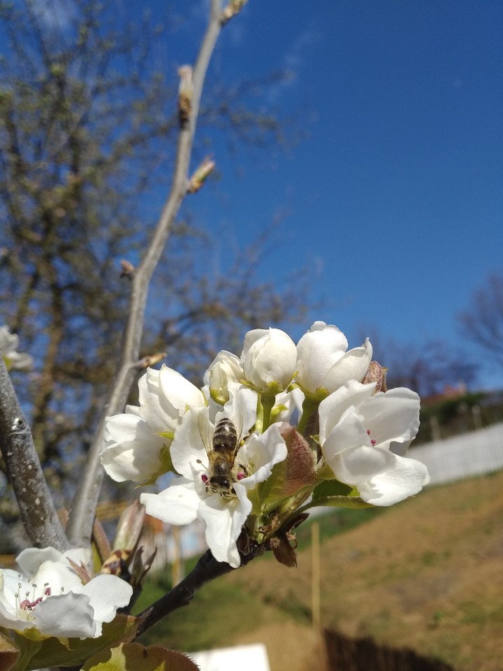 Bee and flowers