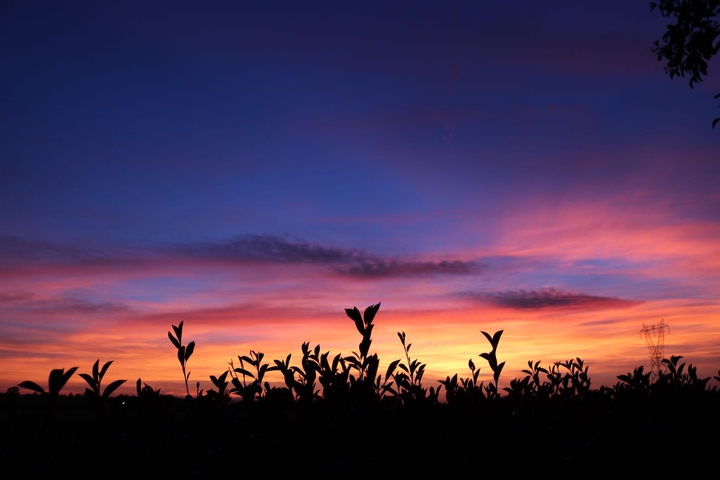 Orange night